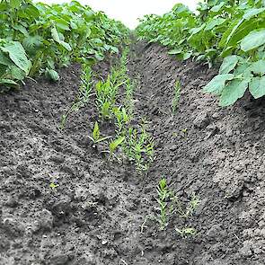 DSV TerraLife SolanumPro