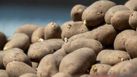 NVWA ontraadt terugbrengen aardappelen naar perceel