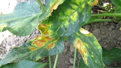 Bacterieziekte Cff manifesteert zich nog niet in Nederlandse bonenteelt