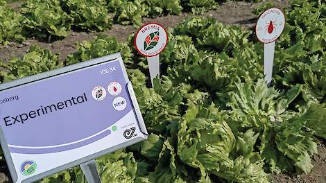 Enza Zaden introduceert slaras met nieuwe Nasonovia-resistentie