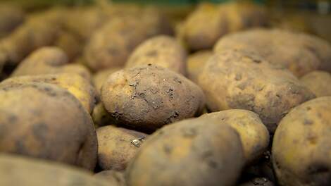 Waarom wordt aardappeloverschot niet volledig opgevoerd aan melkkoeien die er dol op zijn?
