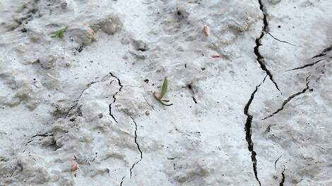 Korstvorming voornaamste reden van overzaai suikerbieten