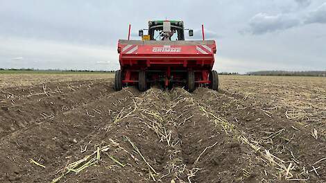 Fotoserie: NKG op kleigrond: zo verbeteren groenbemesters de bodemstructuur bij aardappelen