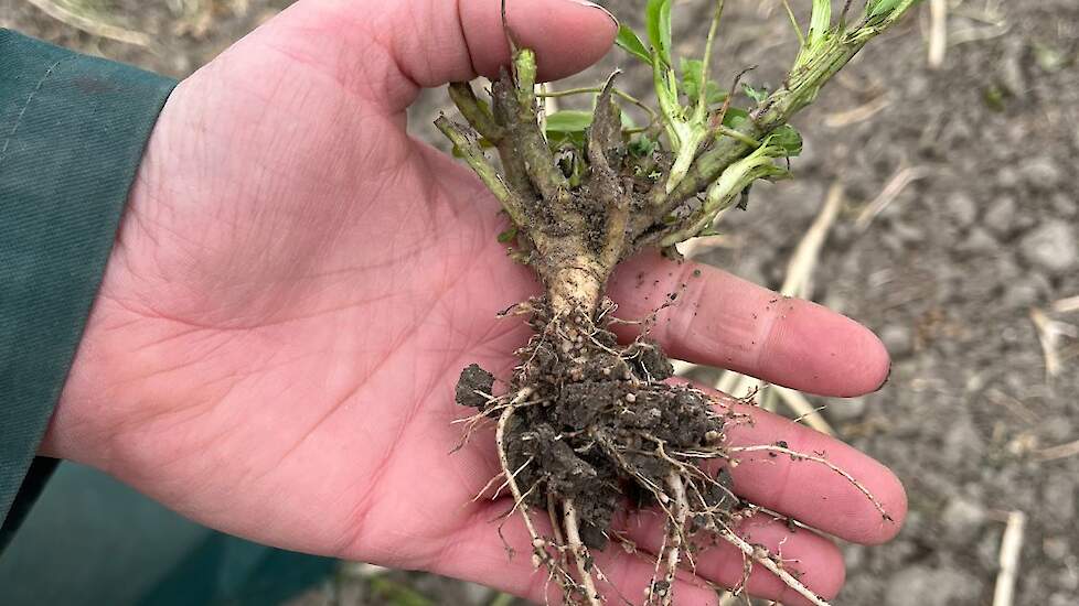 De levende wortels zijn belangrijk voor het bodemleven en de structuur.