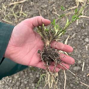 De levende wortels zijn belangrijk voor het bodemleven en de structuur.