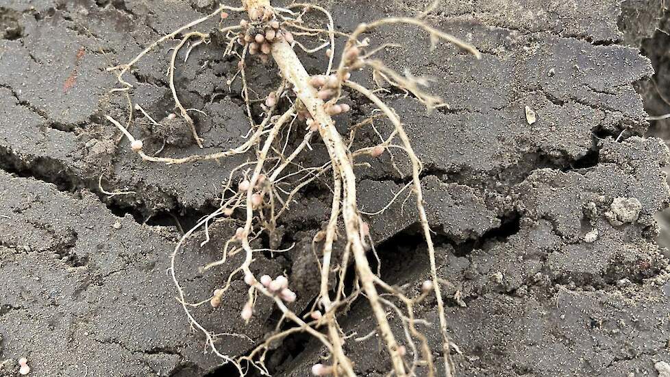 De duidelijk zichtbare stikstofknolletjes binden stikstof (N) uit de lucht en zetten dit om in plantbeschikbare stikstof.