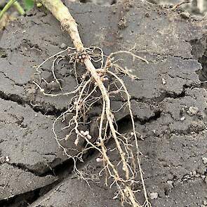 De duidelijk zichtbare stikstofknolletjes binden stikstof (N) uit de lucht en zetten dit om in plantbeschikbare stikstof.