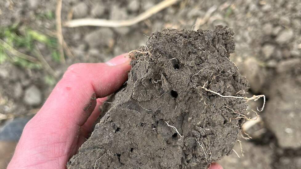 De verbeterde bodemstructuur heeft nog een ander voordeel: de capillaire werking