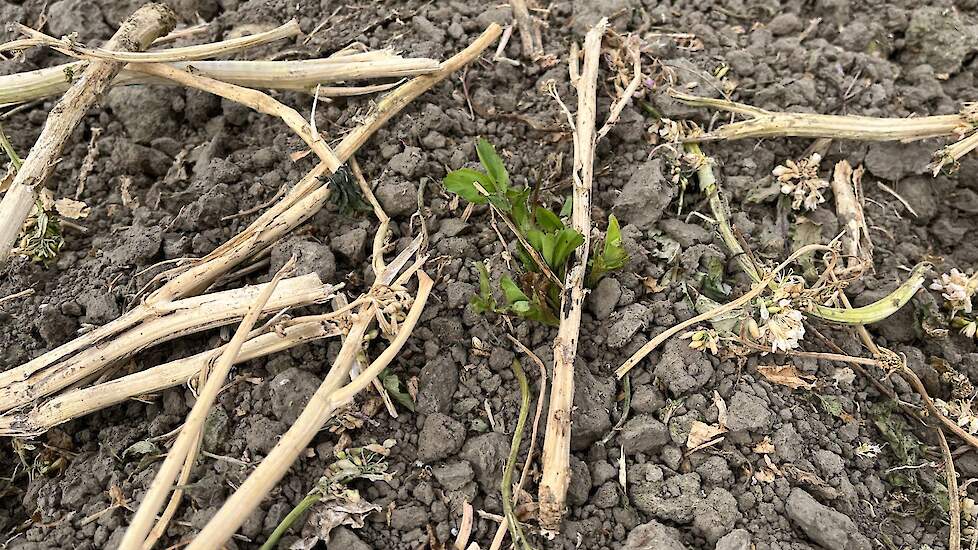Er zijn nog wat resten van de groenbemester zichtbaar. &ldquo;Dat is helemaal niet erg, die afgestorven stengels van de bladrammenas zorgen juist voor een goede waterinfiltratie."
