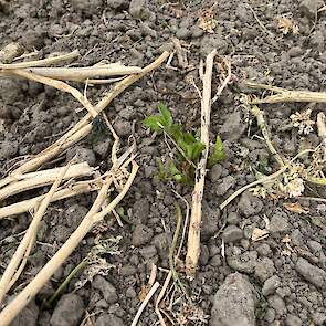 Er zijn nog wat resten van de groenbemester zichtbaar. &ldquo;Dat is helemaal niet erg, die afgestorven stengels van de bladrammenas zorgen juist voor een goede waterinfiltratie."