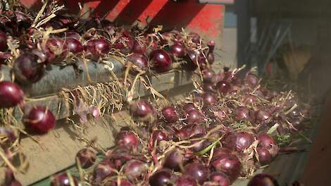 Voorraden rode uien drukken de noteringen