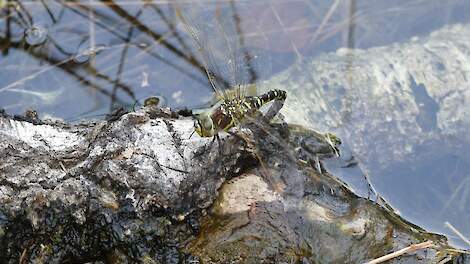 Column: Rode Lijst Libellen is goed nieuws voor landbouw