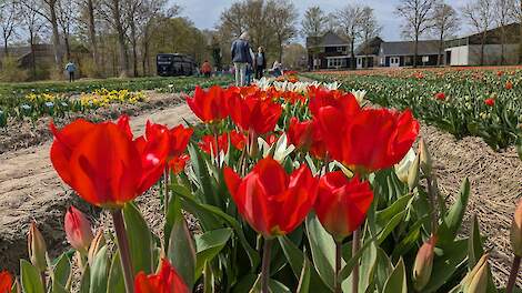 Fotoserie: Bussen vol toeristen stoppen in Creil voor 2700 tulpensoorten