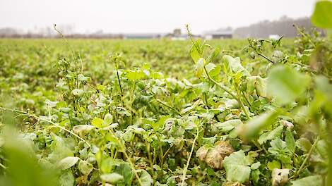 Kabinet moet van Kamer kijken naar afgekeurde aanvragen eco-regelingen