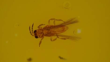 Onderzekerheid groeit na vondst van Scirtothrips dorsalis in open teelt zonder duidelijke bron