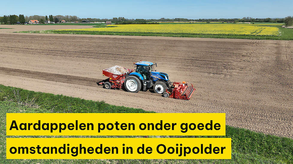 Aardappelen poten onder goede omstandigheden in de Ooijpolder