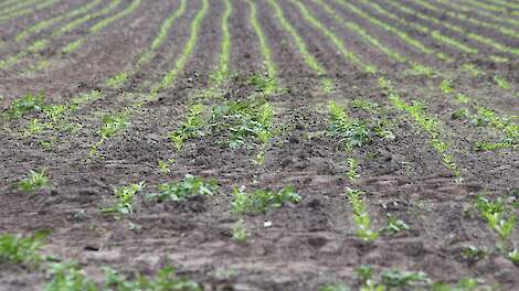 Nieuwe herbicide toegelaten in bietenteelt en Conviso One nu ook in cichorei
