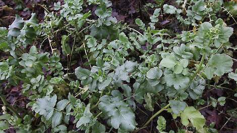 Herbeoordeling bezwaren afkeur eco-regeling mogelijk pas in juni