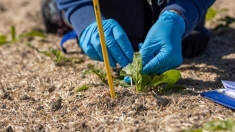 Er wordt weer actief gemonitord op bladluizen
