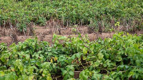 Kansrijke doorbraak in bestrijding van phytophthora: internationaal onderzoek vestigt hoop op nieuwe peptide