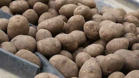 Kleine plussen in verder dramatische aardappelmarkt