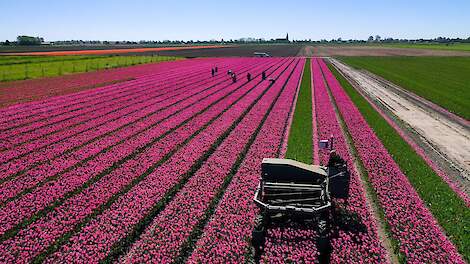 Video: Tulpen selecteren en koppen in Westwoud