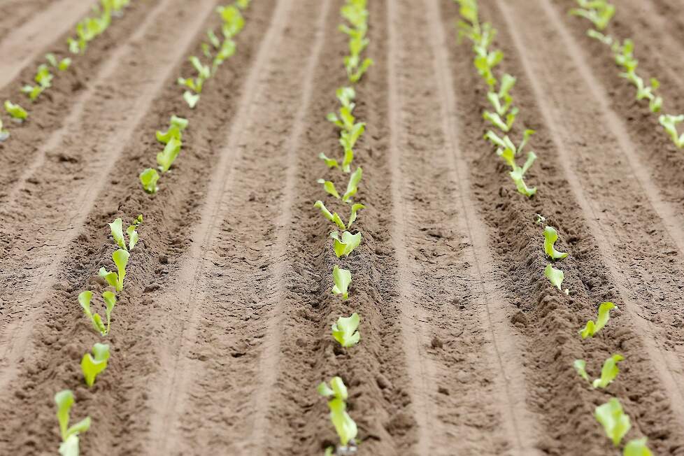 Is er nog toekomst voor de teelt van ijsbergsla in Nederland nu er vrijwel geen mogelijkheden meer zijn om luizen effectief te bestrijden?