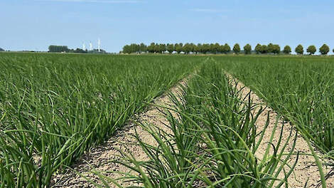 Goed nieuws voor de groenteteelt: nieuwe fungicide tegen hardnekkige schimmelziekten