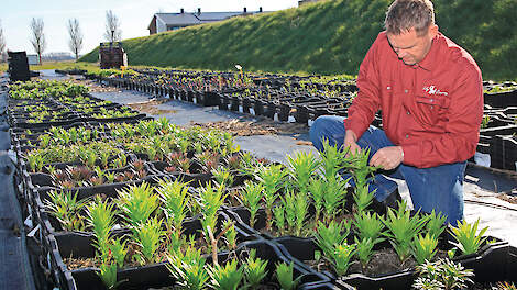 ‘We hebben zo’n 250 cultivars in productie’