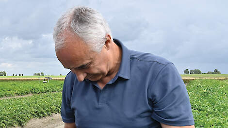 ‘Vondst phytophthora vereist alertheid aardappeltelers’