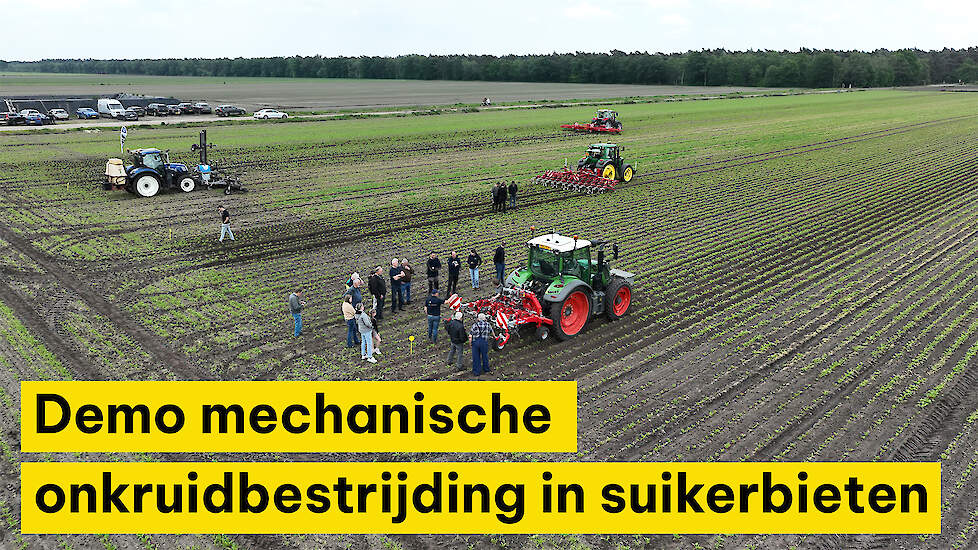 Stappen maken met mechanische onkruidbestrijding in suikerbieten