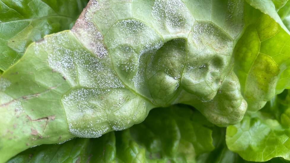 Sla (Lactuca sativa) – valse meeldauw door Bremia lactucae (Peronosporaceae).