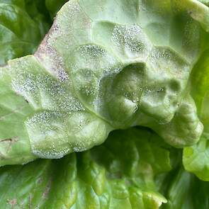 Sla (Lactuca sativa) &ndash; valse meeldauw door Bremia lactucae (Peronosporaceae).