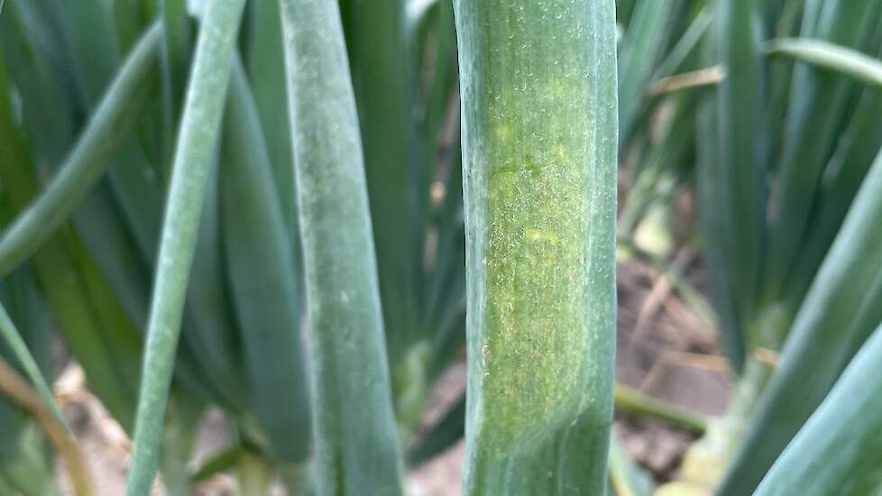 Ui (Allium cepa) – valse meeldauw door Peronospora destructor (Peronosporaceae).