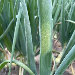 Ui (Allium cepa) &ndash; valse meeldauw door Peronospora destructor (Peronosporaceae).