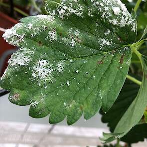 Aardbei (Fragaria &times; ananassa) &ndash; echte meeldauw door Podosphaera aphanis (Erysiphaceae), ook bekend onder de oudere naam Sphaerotheca macularis.