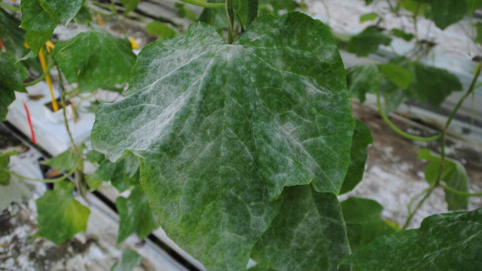 Komkommerachtigen – echte meeldauw door Podosphaera xanthii (Erysiphaceae).