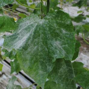 Komkommerachtigen &ndash; echte meeldauw door Podosphaera xanthii (Erysiphaceae).