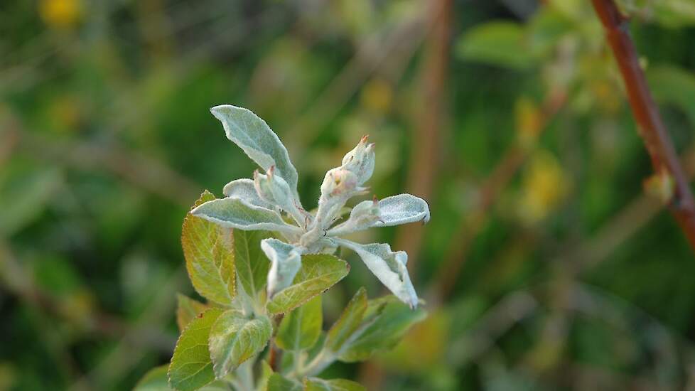 Appel (Malus spp.) – echte meeldauw door Podosphaera leucotricha (Erysiphaceae).