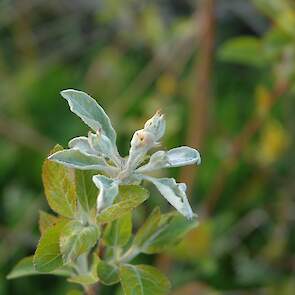 Appel (Malus spp.) &ndash; echte meeldauw door Podosphaera leucotricha (Erysiphaceae).
