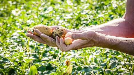 'Gecontroleerd vrijkomende meststoffen verlagen CO₂-uitstoot van aardappelteelt'