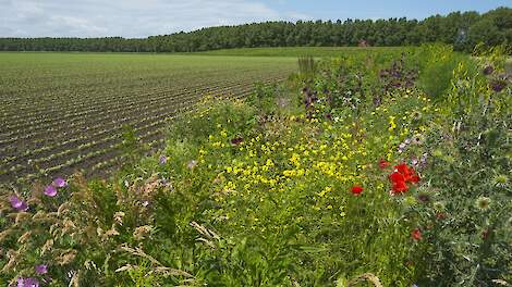 Voordelen van meer biodiversiteit op en rond het erf