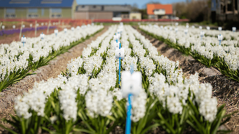 Bloembollentelers Agrifirm-GMN verlagen milieubelasting in een jaar met 31 procent