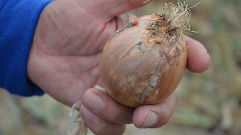 'Kruiskruid en vogelmuur fantastisch in herbergen van fusarium'