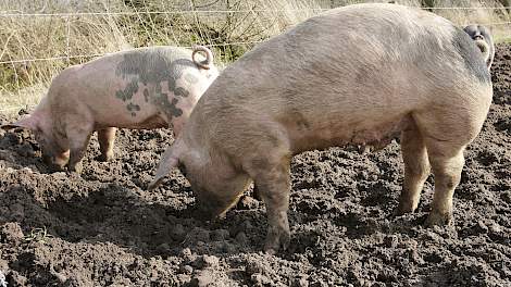 Biologische varkens wroeten