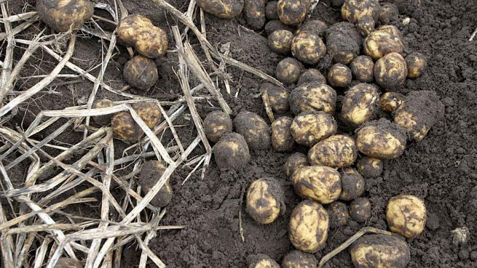 Het zetmeelgehate en onderwatergewicht van de aardappelen lijken goed.