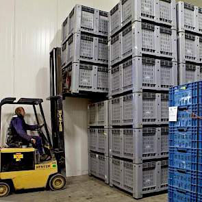 De spruiten worden in kisten van 15 en 250 kilogram afgeleverd.