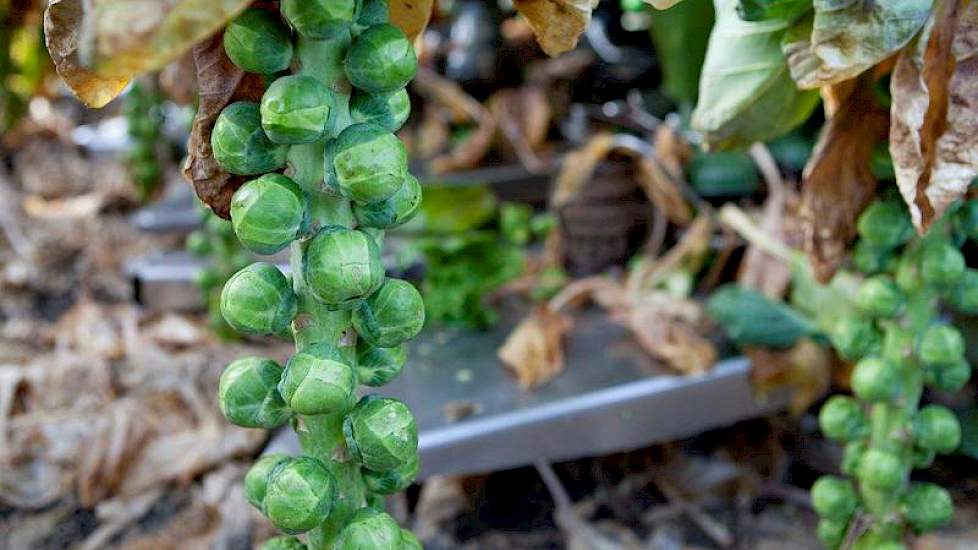 De kwaliteit van de spruiten is goed, zegt Job van der Burg. ‘Het is nu de vraag hoe de planten zich gaan houden met deze nattigheid. Daar zijn we wel een beetje bezorgd over.’