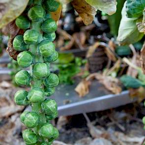 De kwaliteit van de spruiten is goed, zegt Job van der Burg. ‘Het is nu de vraag hoe de planten zich gaan houden met deze nattigheid. Daar zijn we wel een beetje bezorgd over.’