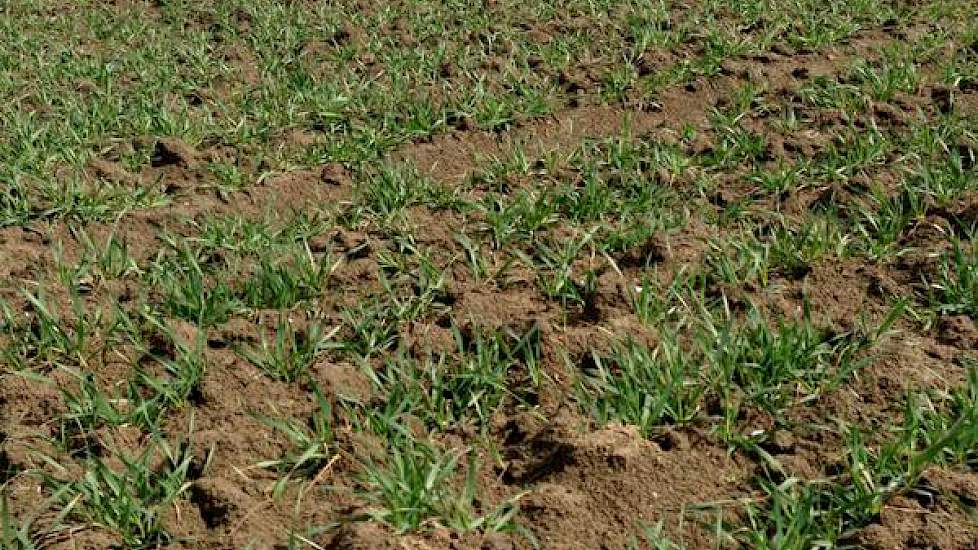 Ook de rassendemo wintertarwe van Limagrain voor de open dag van de Rusthoeve is goed aan de groei.